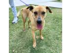 Adopt Athena a Tan/Yellow/Fawn Labrador Retriever / Mixed dog in El Paso