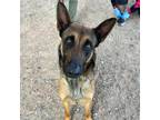 Adopt Brendan Frazier a Brown/Chocolate Belgian Malinois / Mixed dog in El Paso