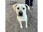 Adopt Bosa a Tan/Yellow/Fawn Border Terrier / Mixed dog in El Paso