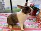 Adopt Lola a Multi Dutch / Mixed (short coat) rabbit in Mission Viejo