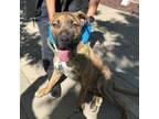 Adopt Craig* a Brindle Border Terrier / Mixed dog in El Paso, TX (40756871)