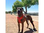 Adopt Apollo a Brindle American Pit Bull Terrier / Mixed dog in El Paso