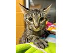 Adopt Mrs. Dunwitty a Tan or Fawn Domestic Shorthair / Mixed cat in Wichita