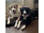 Adopt Maisy and Sawyer a Tan/Yellow/Fawn Great Pyrenees / Mixed dog in Haslet