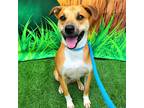 Adopt Amaretto a Tan/Yellow/Fawn - with White American Pit Bull Terrier / German