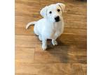 Adopt Bear a White Labrador Retriever / Mixed dog in El Paso, TX (40873904)