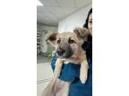 Adopt Sybil a Tan/Yellow/Fawn Anatolian Shepherd / Mixed dog in Toronto