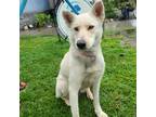 Adopt Bailey a White Siberian Husky / Mixed dog in Costa Mesa, CA (40881522)