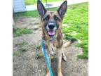 Adopt Clementine a Tan/Yellow/Fawn - with Black German Shepherd Dog / Mixed dog