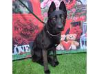 Adopt Sable a Black - with White German Shepherd Dog / Mixed dog in Costa Mesa