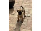Adopt Daisy a Tan/Yellow/Fawn Pug / Mixed dog in Poway, CA (40881478)