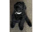 Adopt MINNIE a Black Goldendoodle / Mixed dog in Huntersville, NC (40881521)