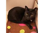 Adopt Dina Lancaster a Black (Mostly) Domestic Shorthair (short coat) cat in