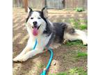 Adopt Spyro a White - with Black Siberian Husky / Border Collie / Mixed dog in