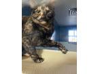 Adopt Kirra a Domestic Shorthair / Mixed (short coat) cat in Batesville