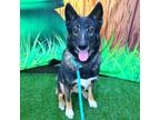 Adopt Missy a Black - with Tan, Yellow or Fawn German Shepherd Dog / Mixed dog
