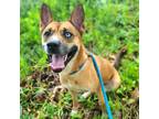 Adopt Maileen a Tan/Yellow/Fawn - with White Siberian Husky / Boxer / Mixed dog