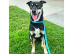 Adopt Dylan a Tricolor (Tan/Brown & Black & White) German Shepherd Dog /