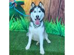 Adopt Blake a White - with Black Siberian Husky / Alaskan Malamute / Mixed dog