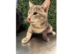 Adopt Binx a Brown Tabby Domestic Shorthair / Mixed cat in El Paso