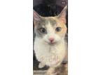 Adopt 55425686 a White Domestic Shorthair / Mixed cat in El Paso, TX (40881304)