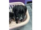 Adopt 55425451 a Black Border Terrier / Mixed dog in El Paso, TX (40880202)
