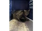 Adopt 55423437 a Brown Tabby Domestic Shorthair / Mixed cat in El Paso