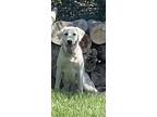 Adopt Snow a White Anatolian Shepherd / Great Pyrenees / Mixed dog in Midway