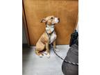 Adopt Mya a American Pit Bull Terrier dog in Cassopolis, MI (40880741)