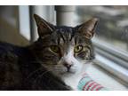 Adopt Percy a Brown Tabby Domestic Shorthair / Mixed Breed (Medium) / Mixed