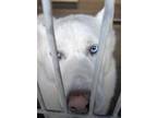 Adopt COTTON a White Siberian Husky / Mixed dog in Eagle, ID (40880501)