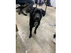 Adopt Phil a Black Mixed Breed (Medium) / Mixed dog in Greenville, KY (40880255)