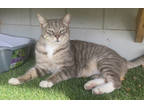 Adopt Abercrombie a Gray or Blue Domestic Shorthair / Domestic Shorthair / Mixed