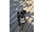 Adopt Bridget a Brindle Boxer / Beagle / Mixed dog in Crystal Lake