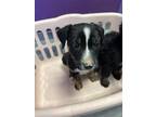Adopt 55425448 a Black Border Terrier / Mixed dog in El Paso, TX (40880201)