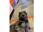 Adopt 55424343 a Black Blue Heeler / Mixed dog in El Paso, TX (40878983)