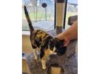 Adopt Calico Girl a Calico or Dilute Calico Domestic Shorthair (short coat) cat
