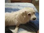 Adopt Rocko a Tan/Yellow/Fawn - with White Hound (Unknown Type) / Mixed dog in