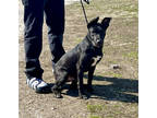 Adopt PeeWee a Black Terrier (Unknown Type, Medium) / Mixed Breed (Medium) /