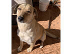 Adopt Lettie a Tan/Yellow/Fawn Golden Retriever / Mixed Breed (Medium) / Mixed