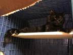 Adopt Patrick a All Black Domestic Mediumhair (medium coat) cat in Houston