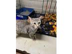 Adopt Virgo a Tan or Fawn Tabby Domestic Shorthair (short coat) cat in Joplin