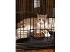 Adopt Numa a Cream or Ivory (Mostly) Domestic Shorthair (short coat) cat in