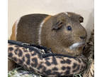 Adopt Chubby (Bonded W/ Huggy) a Brown or Chocolate Guinea Pig / Guinea Pig /