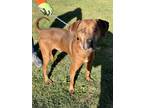 Adopt Perry a Brindle Hound (Unknown Type) / Mixed Breed (Medium) / Mixed (short