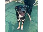 Adopt Ikuto a Black Border Terrier / Mixed dog in El Paso, TX (40723690)