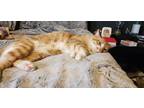 Adopt Milo a Domestic Shorthair / Mixed cat in Oklahoma City, OK (40878914)