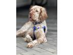 Adopt Kramer a Brown/Chocolate - with White English Setter / Mixed dog in