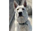 Adopt Osito a White - with Tan, Yellow or Fawn German Shepherd Dog / Jindo dog