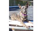 Adopt Brooklyn a Brindle German Shepherd Dog / Husky / Mixed dog in Ocean